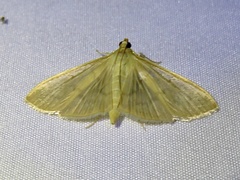 Margaroniini