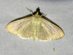 Margaroniini