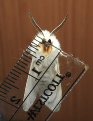 Spilosoma congrua