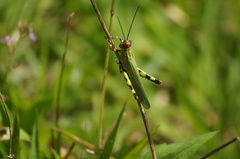 Zoniopoda tarsata