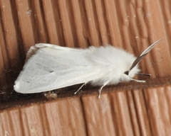 Spilosoma congrua