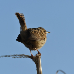 Cistothorus platensis