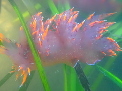 Dendronotus iris