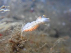Coryphella trilineata