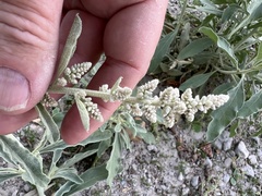 Chrozophora tinctoria