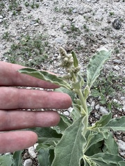 Chrozophora tinctoria