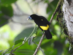 Ramphocelus flammigerus icteronotus