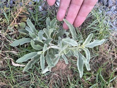 Chrozophora tinctoria