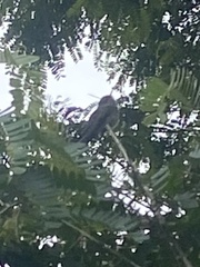 Eupetomena cirrochloris