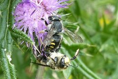 Anthidium septemspinosum