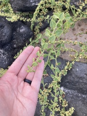 Cryptocarpus pyriformis