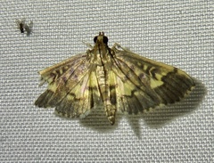 Spilomelinae