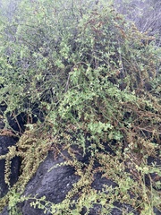 Cryptocarpus pyriformis