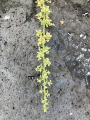 Cryptocarpus pyriformis