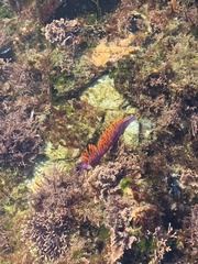 Flabellinopsis iodinea