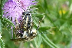 Anthidium septemspinosum