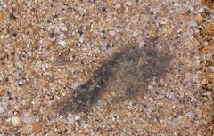 Stylocheilus striatus