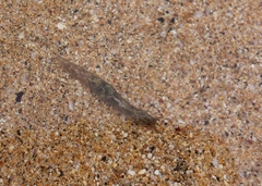 Stylocheilus striatus