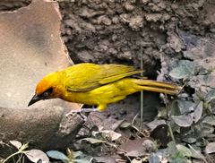 Ploceus brachypterus