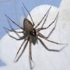 Lepthyphantes