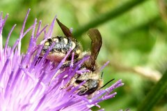 Anthidium septemspinosum