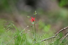 Silene virginica