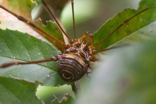 daddy longlegs