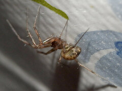 Lepthyphantes