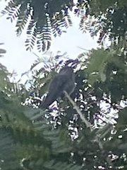 Eupetomena cirrochloris