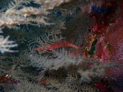 Oxycirrhites typus