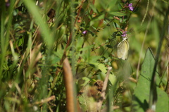 Eurema elathea