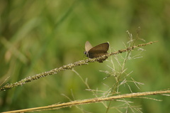 Cissia