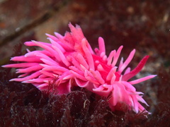 Okenia rosacea