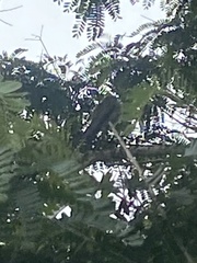 Eupetomena cirrochloris