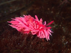 Okenia rosacea