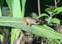 Pristimantis diadematus