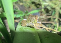 Pristimantis diadematus