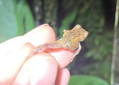 Pristimantis diadematus