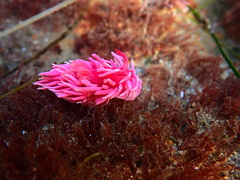 Okenia rosacea