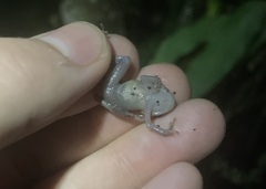 Pristimantis diadematus