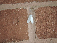 Spilosoma congrua