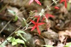 Silene virginica