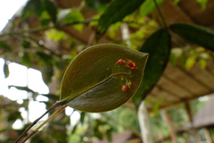 Lepanthes pecunialis
