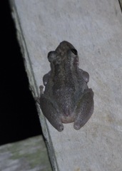 Scinax ruber