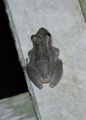 Scinax ruber