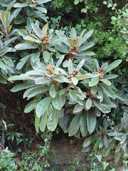 Eriobotrya japonica