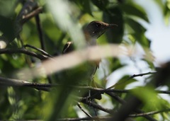 Turdus ignobilis