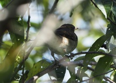 Turdus ignobilis