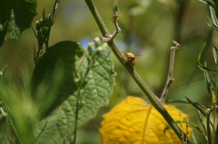 Chauliognathus flavipes