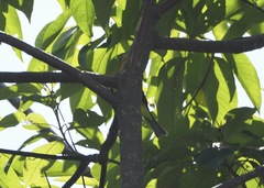 Piranga olivacea